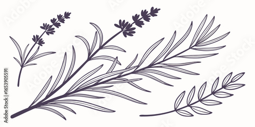 Stylized Vector Silhouette of Rosemary Sprigs and Lavender Stems – Minimalist Botanical Design with Needle Leaves and Flower Buds