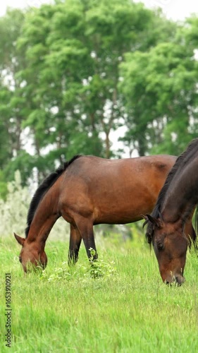 Two brown horses enjoy a peaceful meal in a vibrant green pasture, their coats gleaming in the soft light as they graze contentedly against a backdrop of lush trees