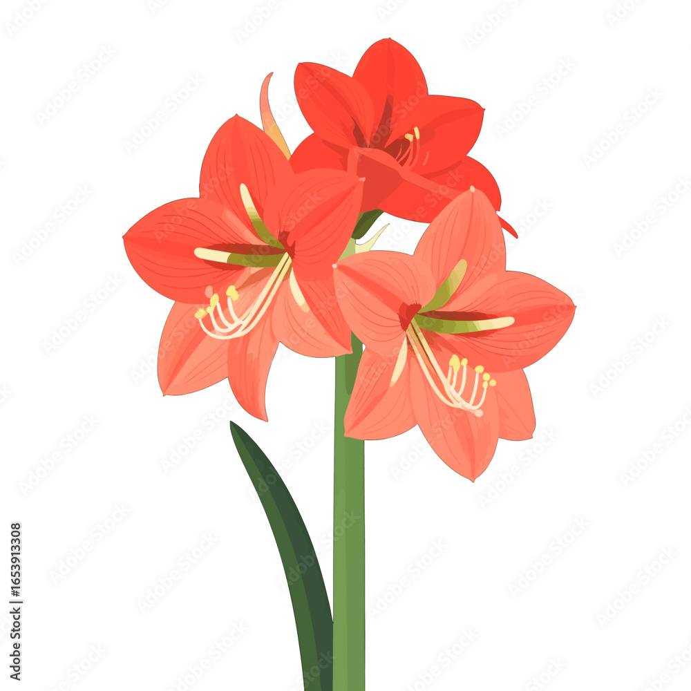 Fototapeta premium Amaryllis Flowers Arrangement in Red Isolated on White Background Botanical Illustration