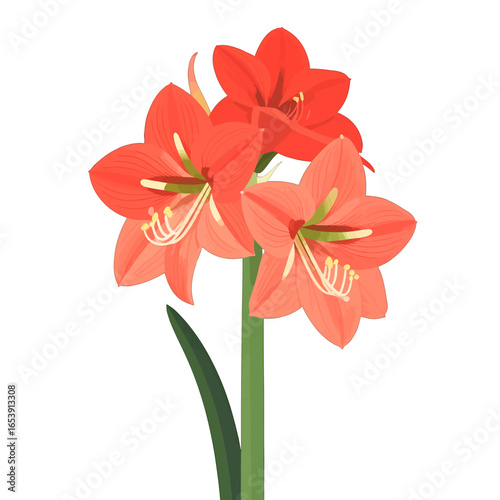 Amaryllis Flowers Arrangement in Red Isolated on White Background Botanical Illustration