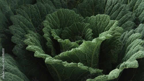 Detailed Close-Up of Savoy Cabbage Leaves Presenting Rich Green Textures