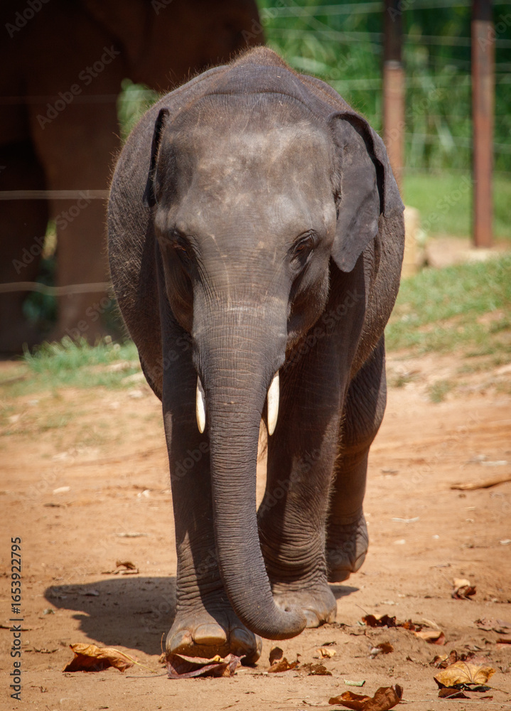 Fototapeta premium A baby elephant walks through a dirt field