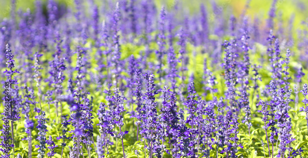 Fototapeta premium Lavender purple flower