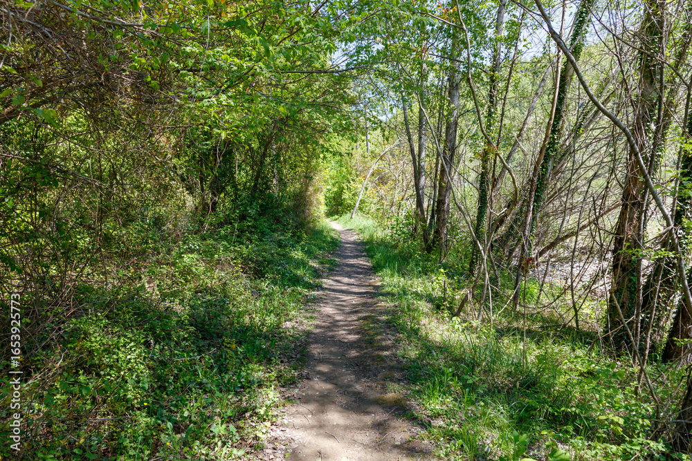 Fototapeta premium A path through a forest with trees on either side