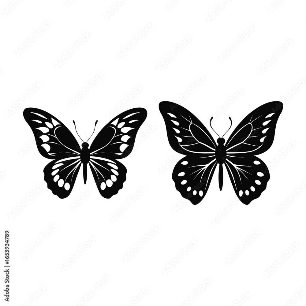 Obraz premium Beautiful Butterfly