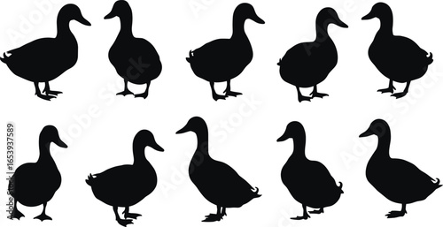 Set of duck silhouettes in standing pose, vector black duck icons collection, domestic bird graphic clipart for farm, nature, wildlife, and animal illustration design