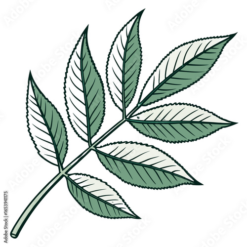 Neem Leaf Botanical Vector Illustration