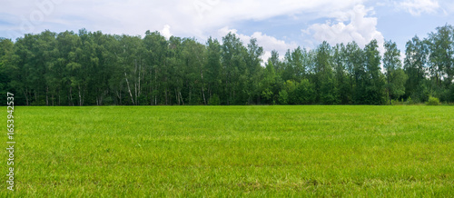 Panoramic view of green meadow with forest and blue sky