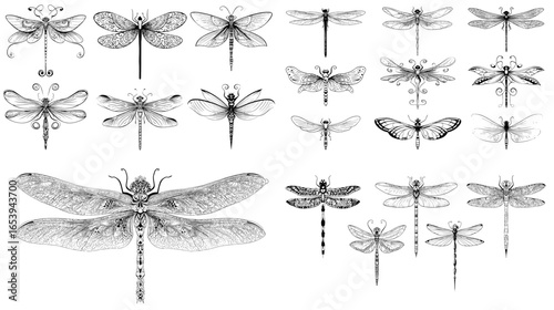 Intricate black line art dragonfly illustrations with realistic wings. Ideal for scientific drawings, tattoo templates, and nature art projects.