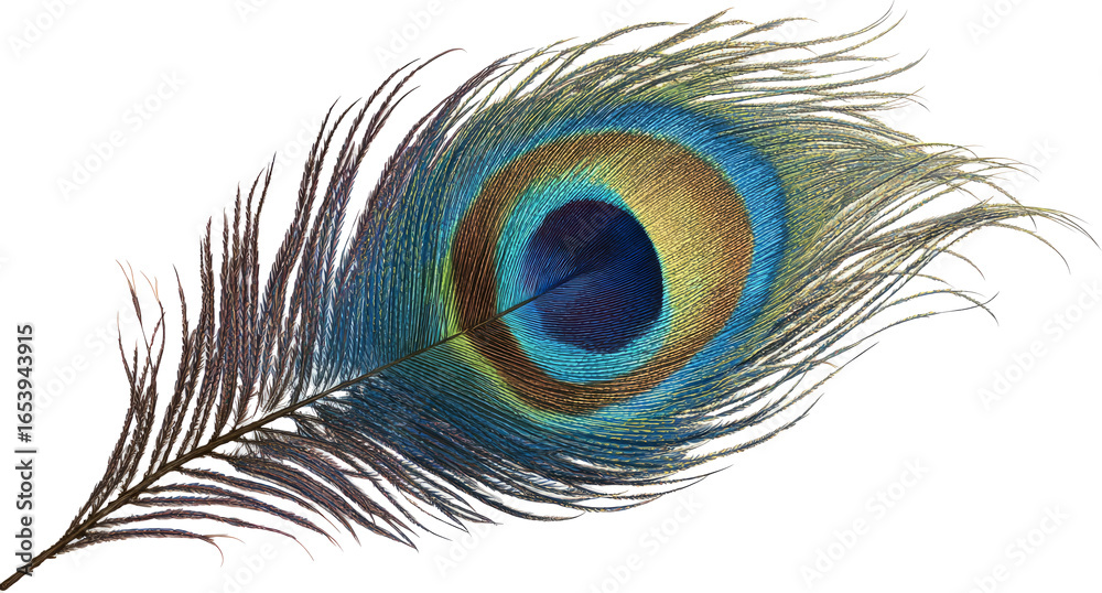 Obraz premium Peacock Feather with Vibrant Blue Green Eye and Delicate Barbs on White Background