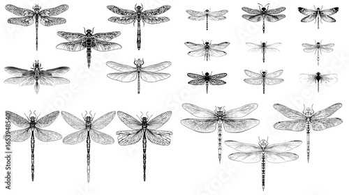 Elegant collection of detailed dragonfly illustrations with transparent wings. Perfect for nature art, vintage design, and entomology decor.