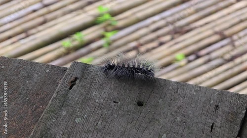 A hairy black and white caterpillar crawling on a wooden plank, Close-up of a fuzzy tussock moth larva in nature, Macro shot of a furry insect larva