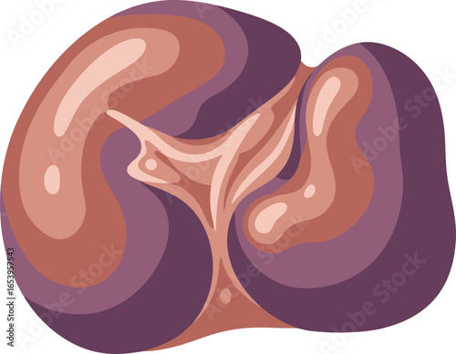 Stylized illustration of a pair of human kidneys, showcasing their anatomical structure and color variations.