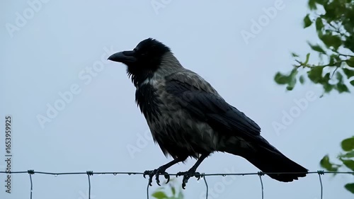 Wet Crow on Wire Fence Under Gray Sky