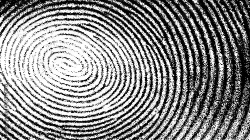 Fingerprint pattern with spiral loops and fine ridges in monochrome style. Vector illustration showing isolated biometric print texture.