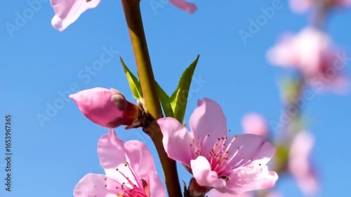 Pink peach blossoms springtime