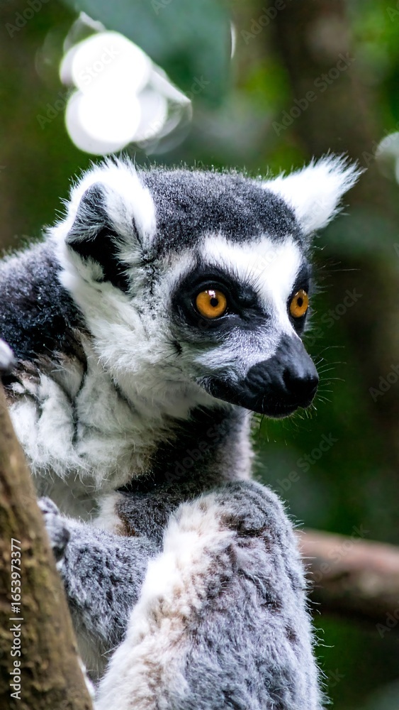 Obraz premium Close-up of lemur in forest