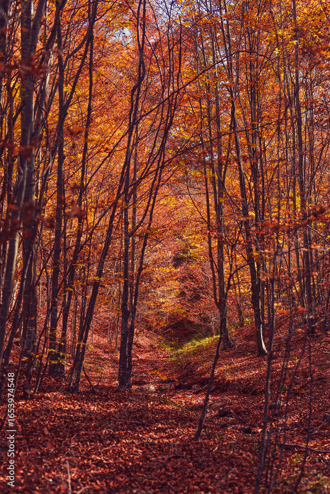 Fototapeta premium Autumn colored trees and countryside landscape scenery.