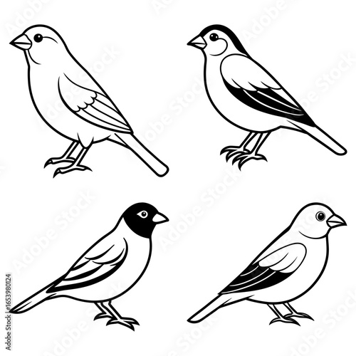 Wallpaper Mural Four outlined birds in varying poses and designs displayed in a simple and clean arrangement style Torontodigital.ca