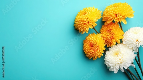 Chrysanthemums on vibrant turquoise background