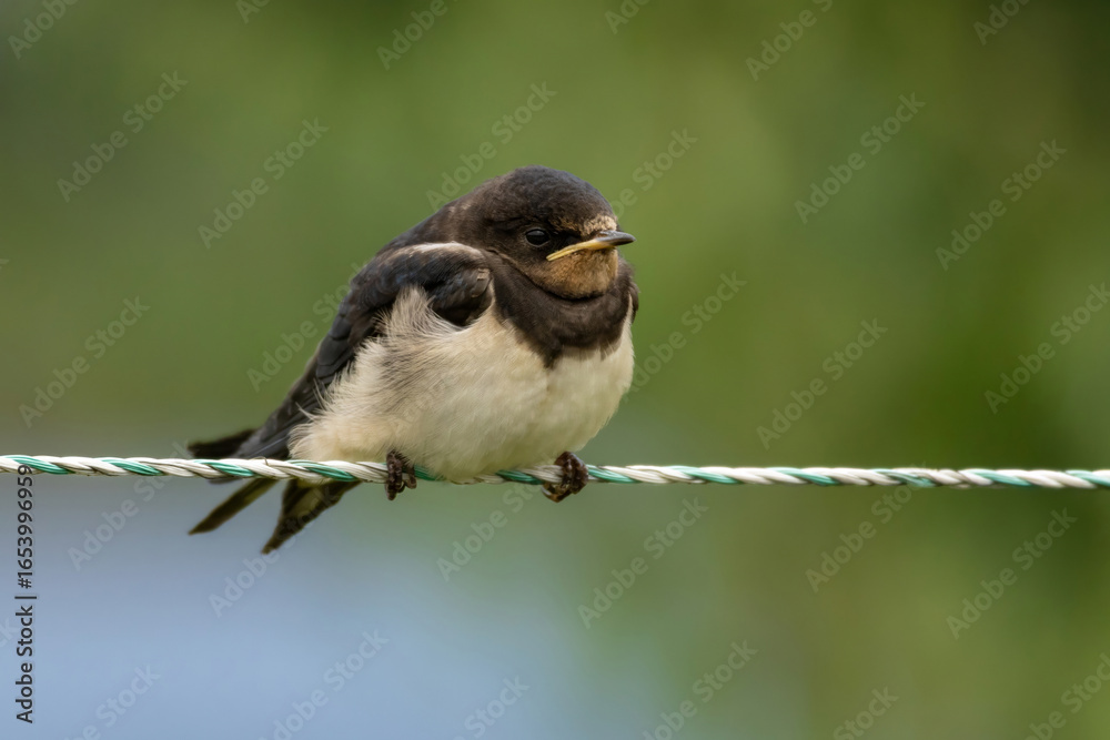 Naklejka premium A young Barn Swallow