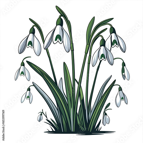 Bunch of snowdrop flowers isolated on white background