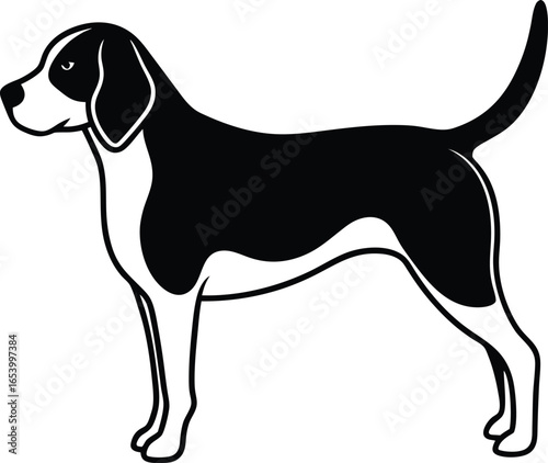 Silhouette of a black and white beagle dog standing 