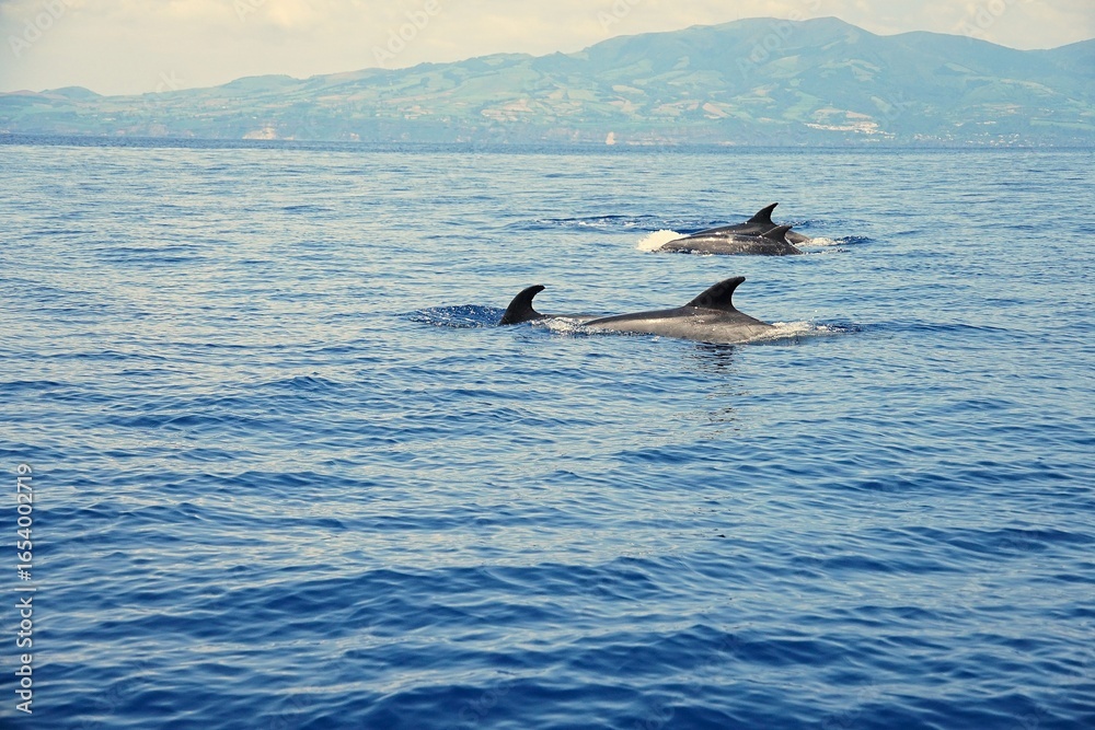Fototapeta premium Group of common bottlenose dolphins with clearly visible dorsal fins, spotted during a dolphin watching tour on the island of Pico in the Azores.