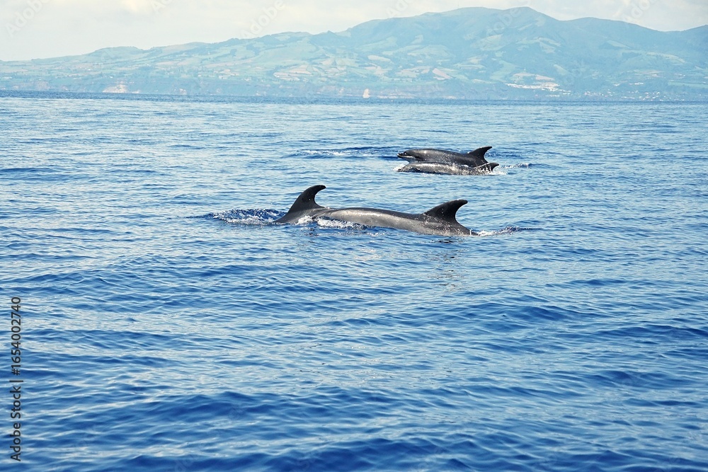 Naklejka premium Group of common bottlenose dolphins with clearly visible dorsal fins, spotted during a dolphin watching tour on the island of Pico in the Azores.