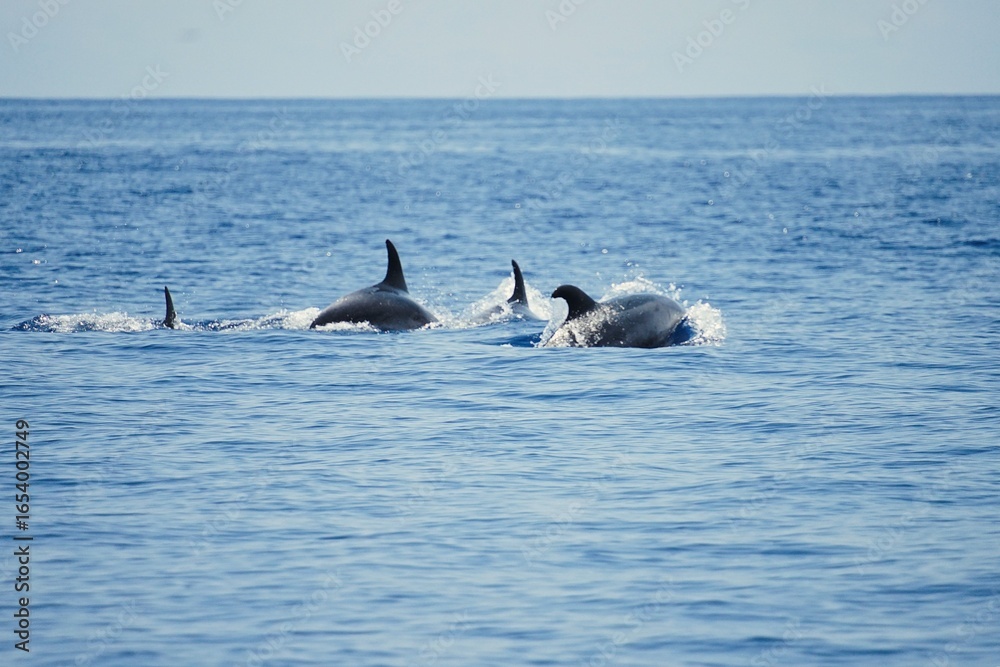 Fototapeta premium Group of fast-swimming bottlenose dolphins with clearly visible dorsal fins, spotted during a dolphin watching tour on the island of Pico in the Azores.