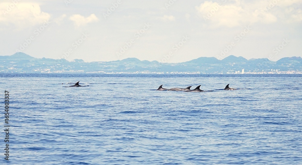 Fototapeta premium Group of common bottlenose dolphins with clearly visible dorsal fins, spotted during a dolphin watching tour on the island of Pico in the Azores.