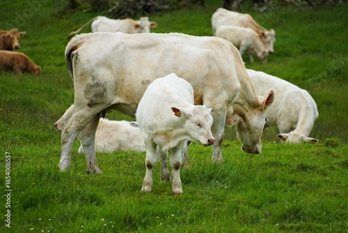 Wallpaper Mural Close-up of a group of cows and calves grazing on a lush green meadow on the island of Pico in the Azores, Portugal. Torontodigital.ca