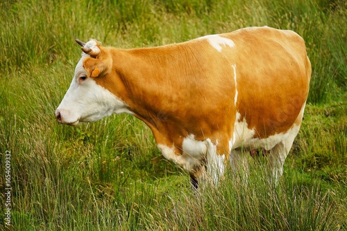 Close-up of a cow standing on a green meadow on the island of Pico in the Azores, Portugal.
