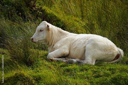 Close-up of a cow standing on a green meadow on the island of Pico in the Azores, Portugal.