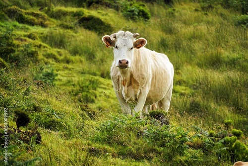 Close-up of a cow standing on a green meadow on the island of Pico in the Azores, Portugal.