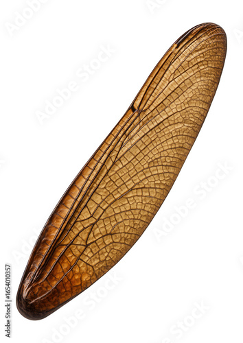 Fossilized giant dragonfly wing with intricate venation and elongated shape.