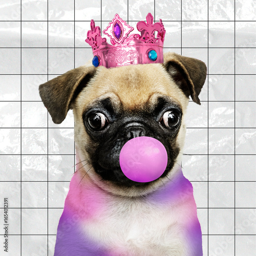 Εκτύπωση καμβά Pug puppy blowing bubble gum, animal photo