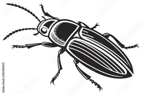 Black beetle isolated on white background, a crawling insect with carapace