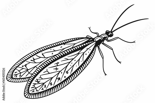 Black and white illustration of a lacewing isolated on white background