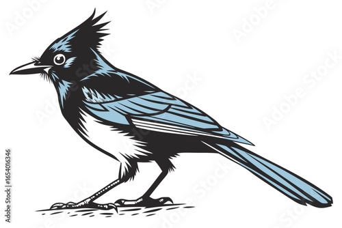 Black and blue stellars jay illustration isolated on white background