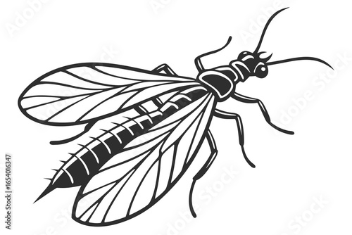 Detailed vector illustration of a mayfly isolated on white background