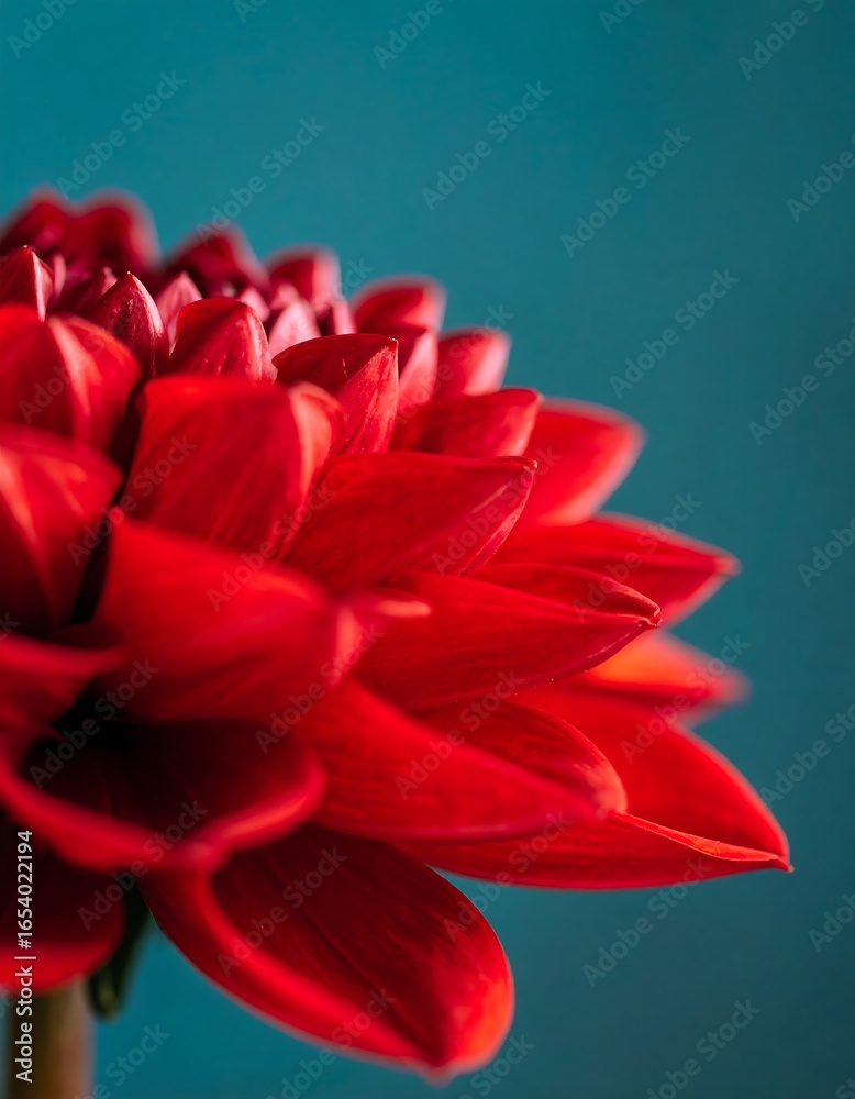 Fototapeta premium Close-up vibrant red dahlia (2)
