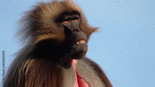 Close up of a male baboon head looking around on a sunny day