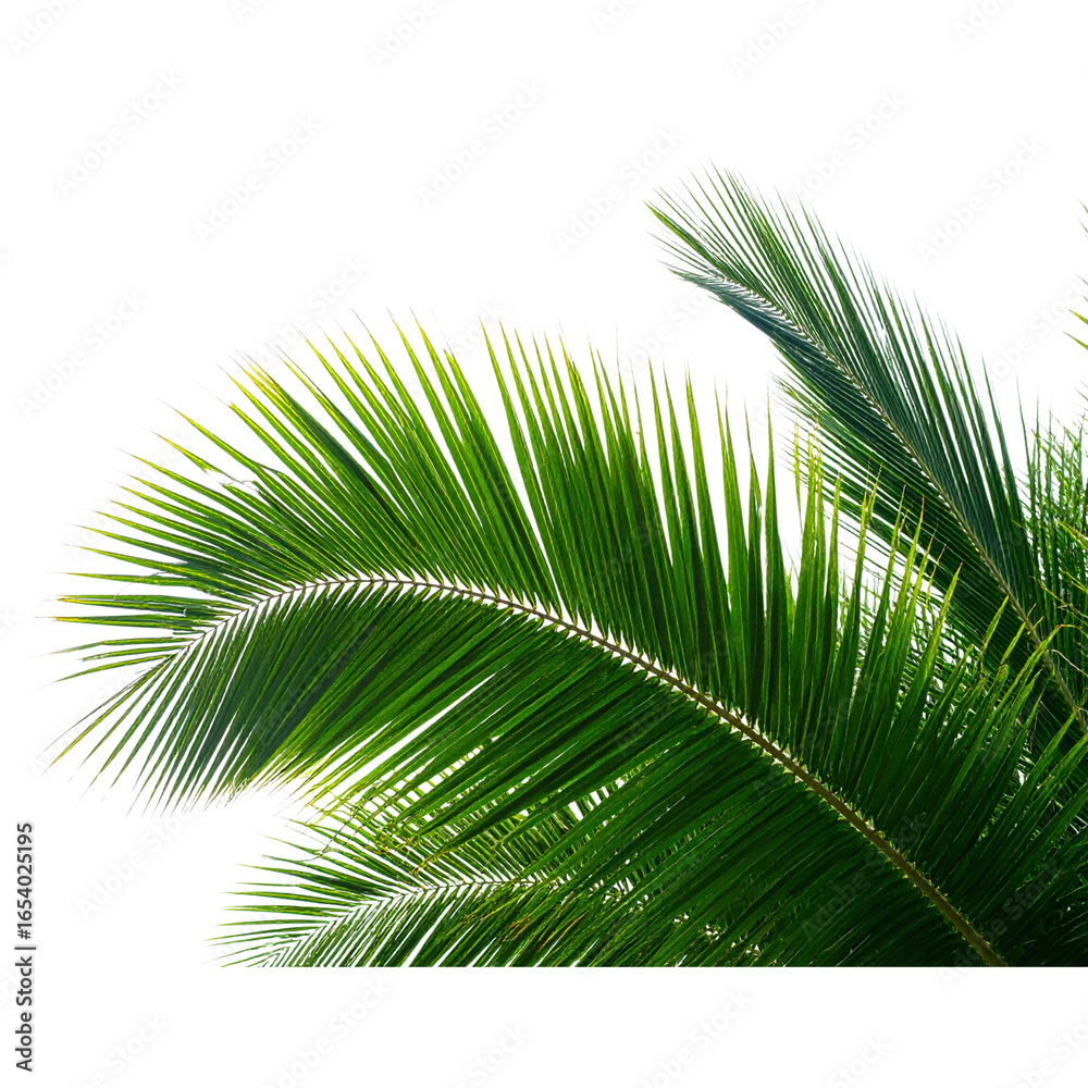 Obraz premium Palm Tree Close up Isolated