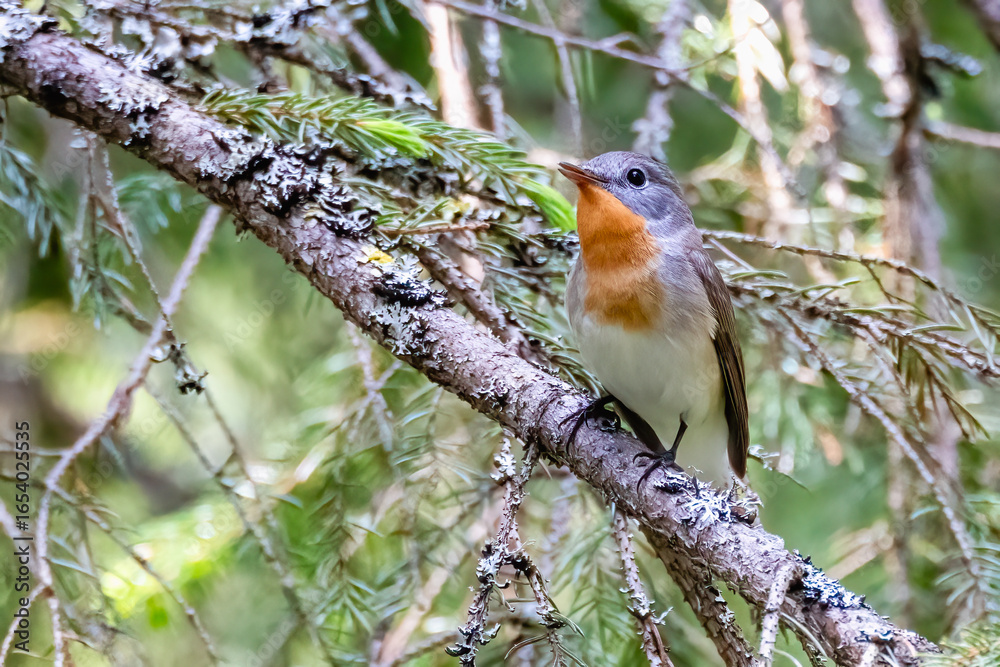 Fototapeta premium Red-breasted Flycatcher