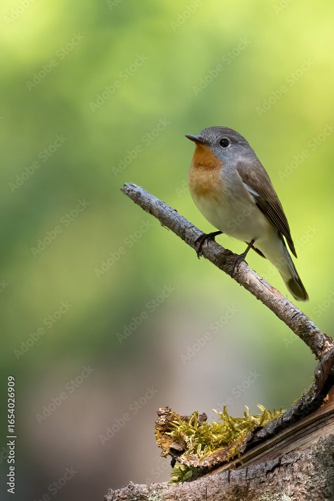 Fototapeta premium Red-breasted Flycatcher