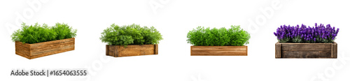 Wooden planter boxes holding lush green dill and vibrant purple lavender, cut out transparent