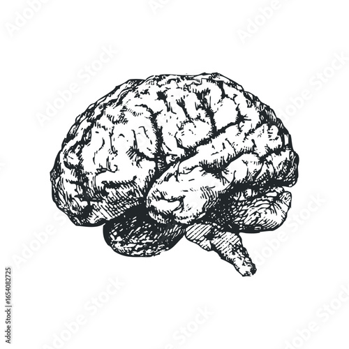 Detailed sketch of human brain lobes and cerebellum isolated on white