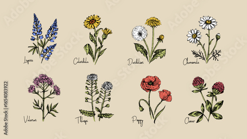 Hand drawn sketch colored wildflowers set. Vector illustration of medical, cosmetics herbs and flowers