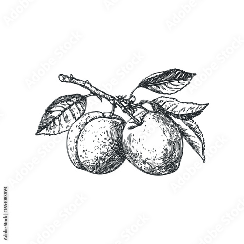 Detailed sketch of ripe plums on a branch with leaves